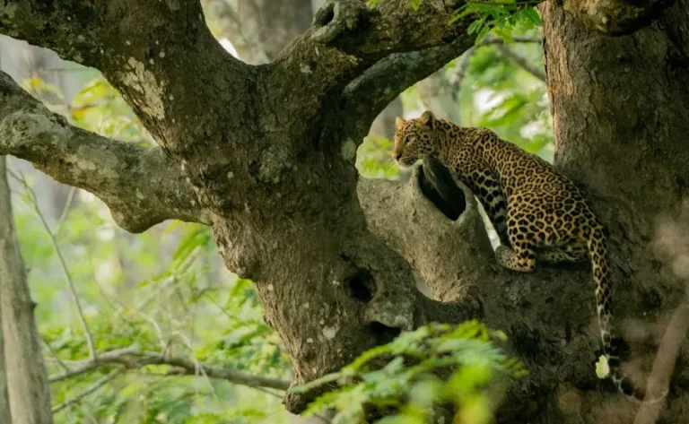 bangalore-mysore-nagarhole-tour1 (1)