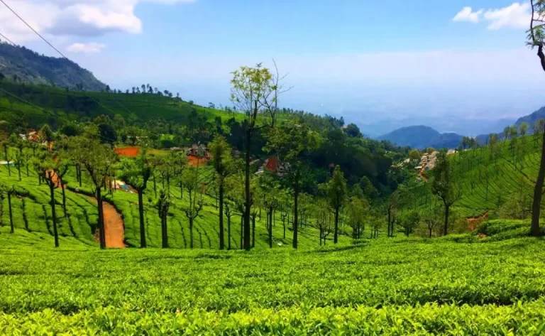 bangalore-mysore-ooty-tour3 (1)
