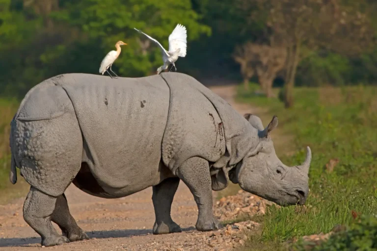 kaziranga-rhino-03