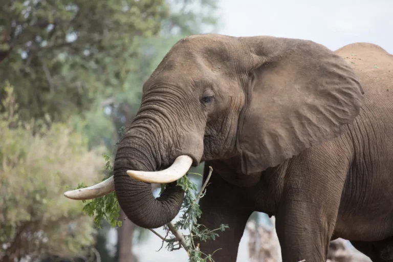 manas-elephant