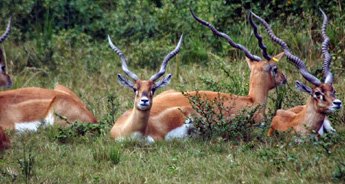 wildlife-holidays